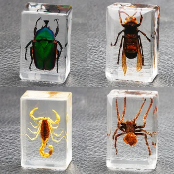 Şeffaf Reçine Hayvan Böcek Numune Amber Örümcek Çeşitli Yengeç Akrep Bok Böceği Koleksiyonu öğretim aracı Bilim Taş El Sanatları