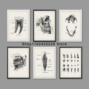 Diş Anatomisi Posterler Diş Hekimliği Sanat Diş Hekimi Ofis Dekor Ortodontist Hediye Diş Kliniği Duvar Dekor Diş Okul Eğitimi